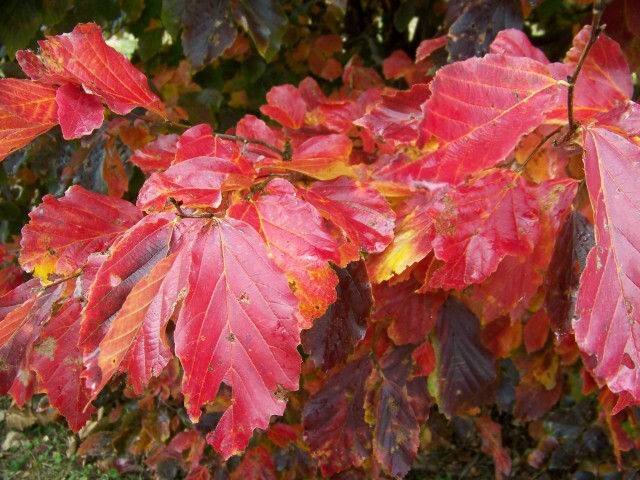 Persian Parrotia red tree leaves